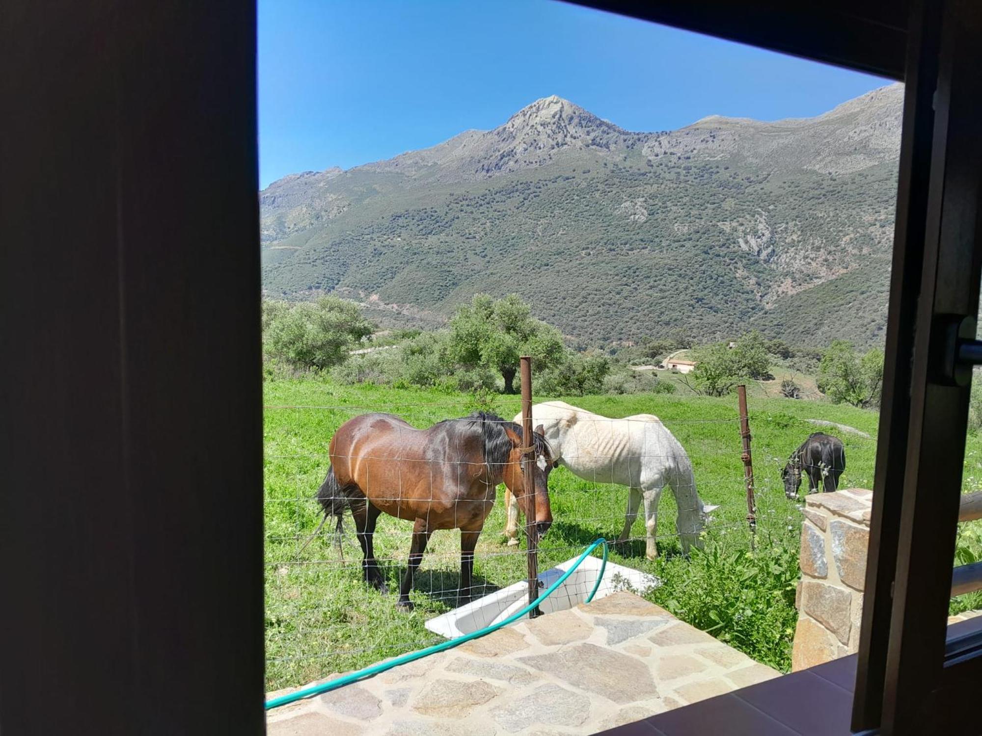 El Higueron Chalet Jimera de Libar
